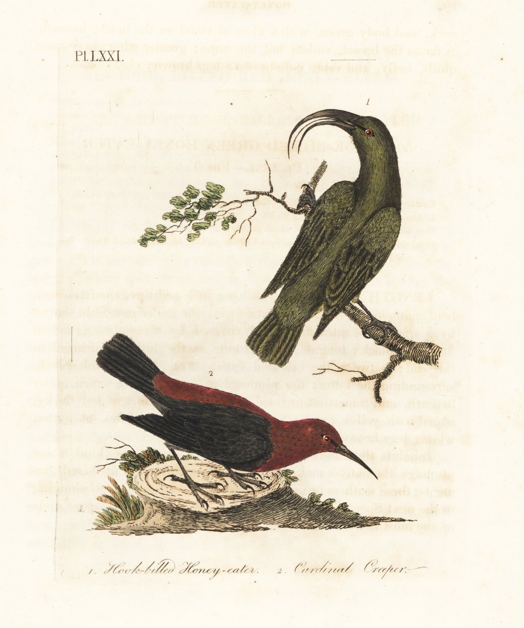 Küçük akialoa, Hemignathus obscurus (soyu tükenmiş) ve kardinal myzomela, Myzomela cardinalis. (Kanca gagalı yeşil bal yiyici, Certhia obscura, Hawaii