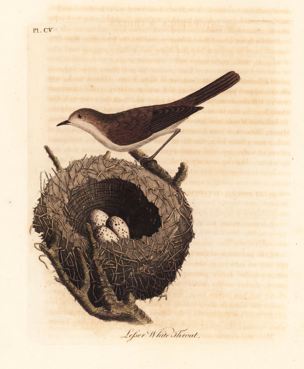 Küçük beyaz boğaz, Sylvia curruca, yuva ve yumurta ile. (Küçük beyaz boğaz ötleğen, Sylvia sylviella.) John Latham tarafından kendi A General History of Birds, Winchester