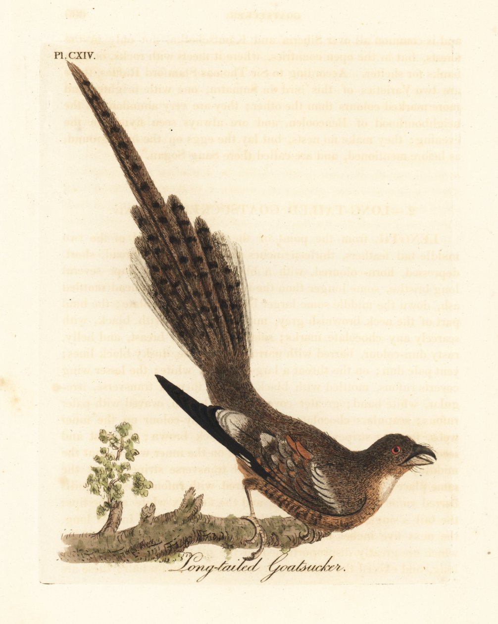 Uzun kuyruklu gece kavanozu, Caprimulgus climacurus (Uzun kuyruklu keçi keçisi). John Latham tarafından kendi A General History of Birds, Winchester