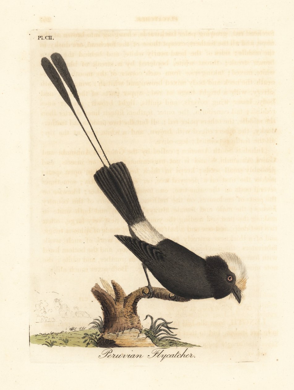 Uzun kuyruklu tiran, Colonia Colonus (Perulu sinekkapan, Le Colon). John Latham tarafından kendi A General History of Birds, Winchester