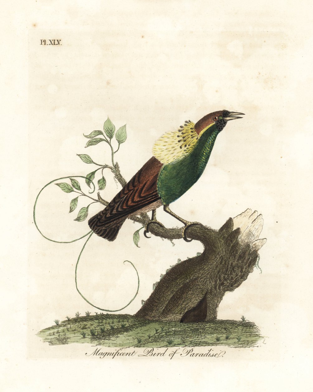 Muhteşem cennet kuşu, Diphyllodes magnificus (Paradisea magnifica). John Latham tarafından kendi A General History of Birds, Winchester