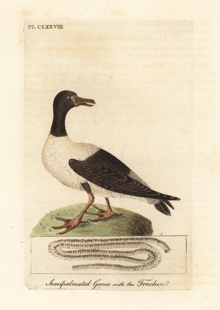 Saksağan kazı, Anseranas semipalmata ve nefes borusunun anatomik detayı. (Yarı palmiyeli ördek, Anas semipalmatus.) John Latham tarafından kendi A General History of Birds, Winchester
