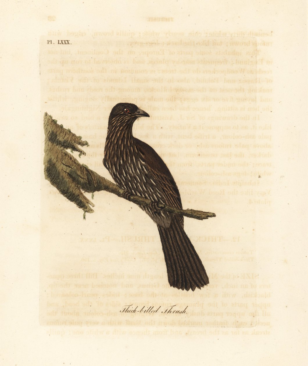 Yeni Zelanda Güney Adası piopio, Turnagra capensis. Nesli tükenmiş. (Kalın gagalı pamukçuk, Turdus crassirostris.) John Latham tarafından kendi A General History of Birds, Winchester