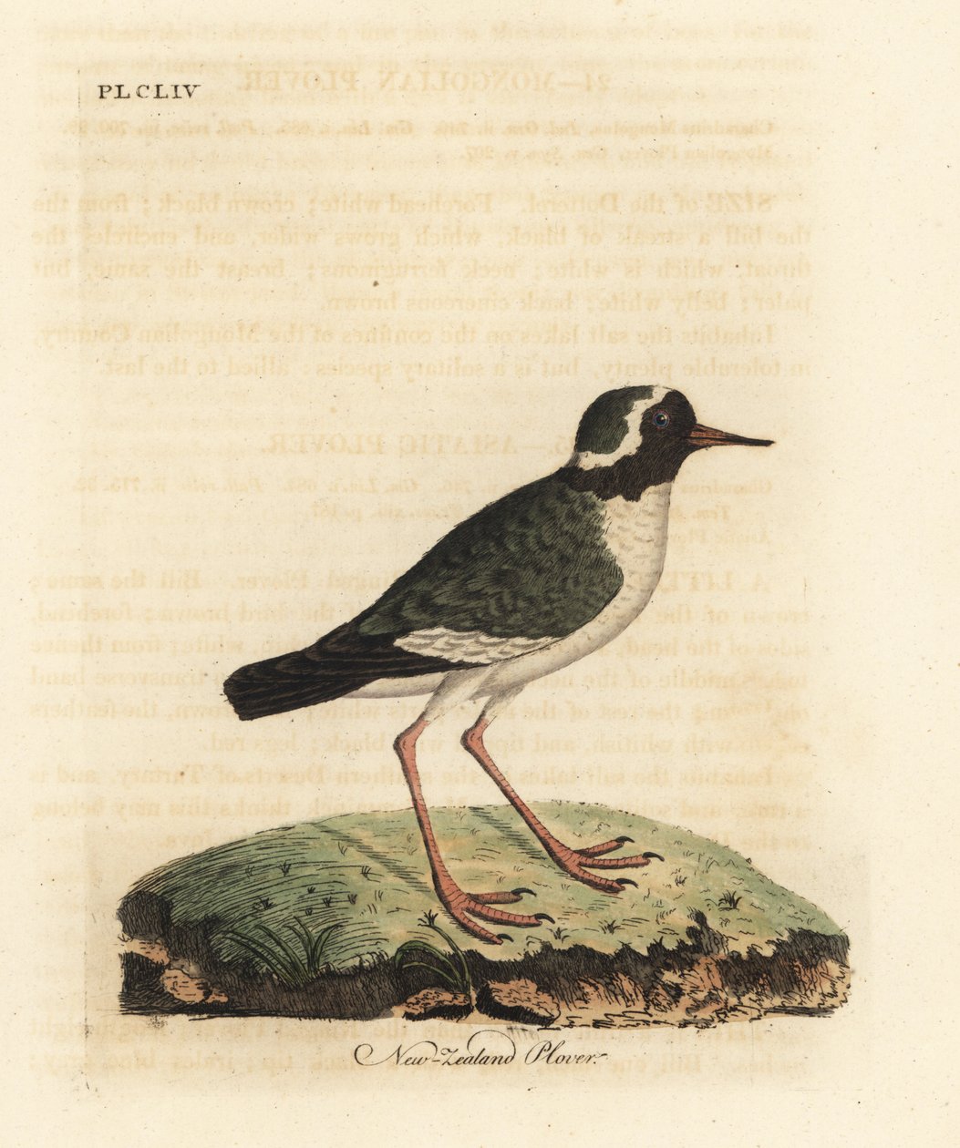 Yeni Zelanda cılıbıt, Charadrius belirsiz (Charadrius novae Zealandiae). Nesli tükenmekte. John Latham tarafından kendi A General History of Birds, Winchester
