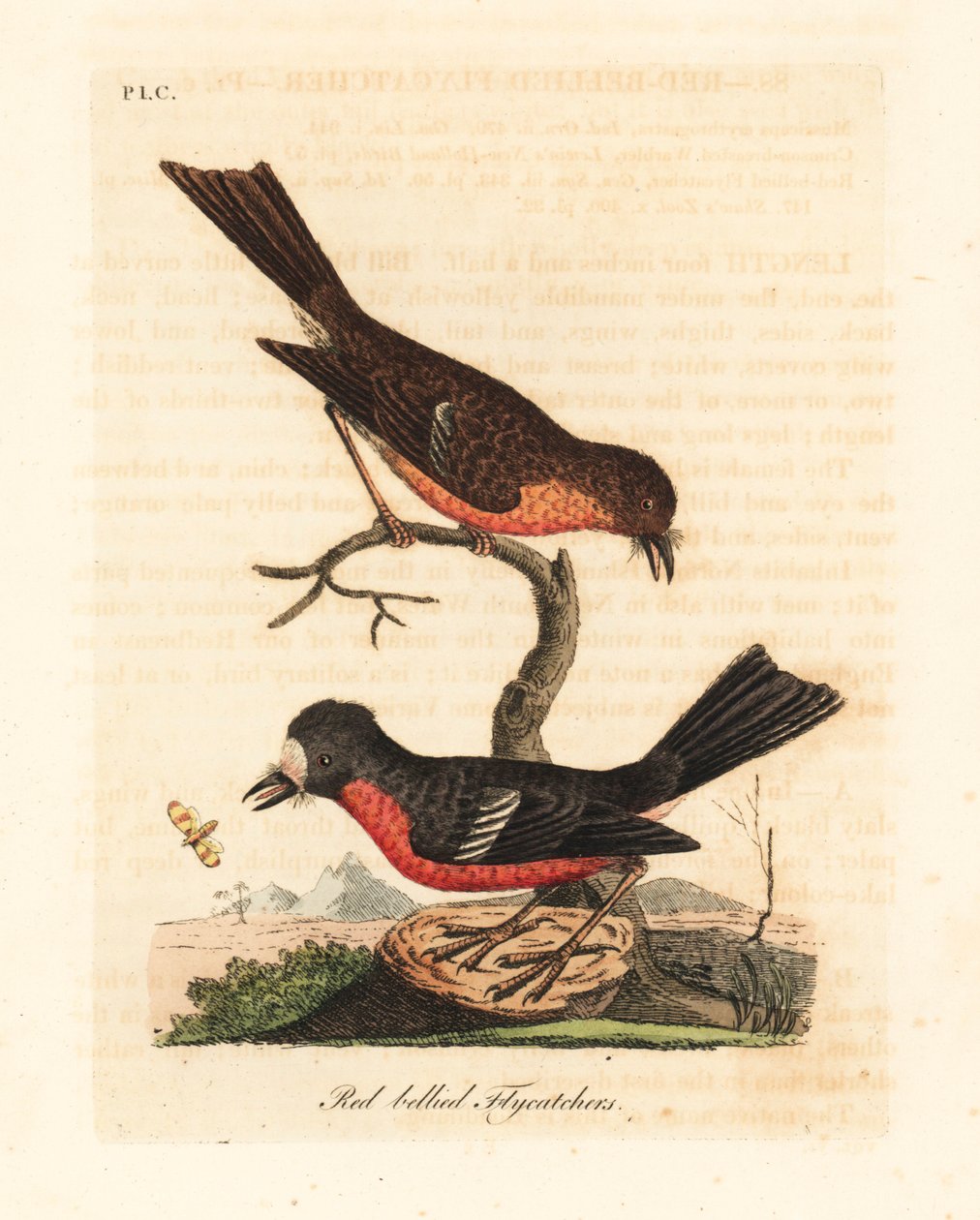 Norfolk Pacific robin, Petroica çok renkli çok renkli (Kırmızı karınlı sinekkapan, Muscicapa erythrogastra). John Latham tarafından kendi A General History of Birds, Winchester