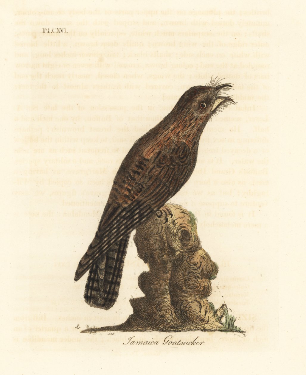 Kuzey potoo, Nyctibius jamaicensis (Jamaikalı goatsucker, Caprimulgus jamaicensis). John Latham tarafından kendi A General History of Birds, Winchester