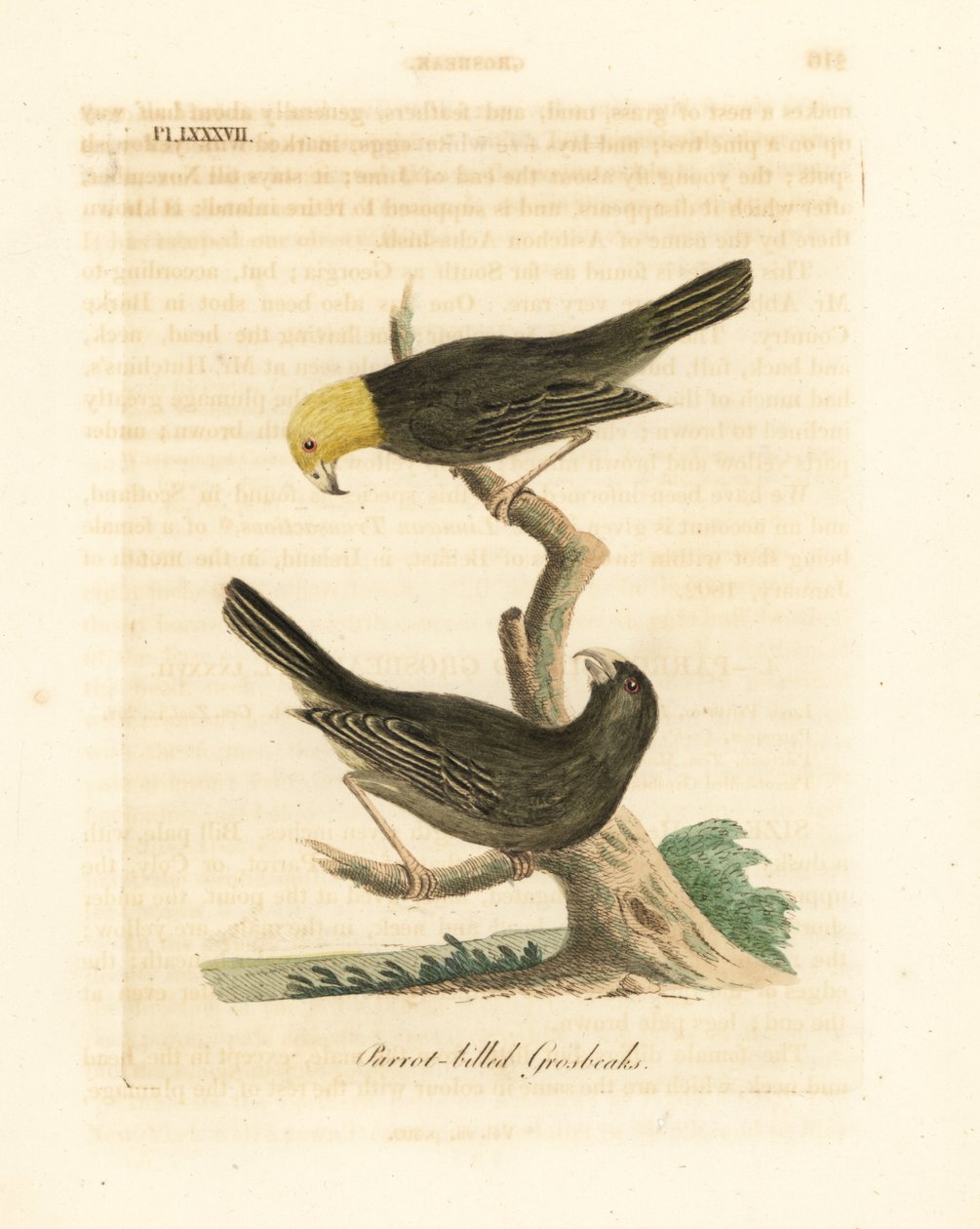 Veya, Psittirostra psittacea, erkek (üstte) ve dişi. Tehlikede, muhtemelen soyu tükenmiş. (Papağan gagalı grosbeak, Loxia psittacea). John Latham tarafından kendi A General History of Birds, Winchester