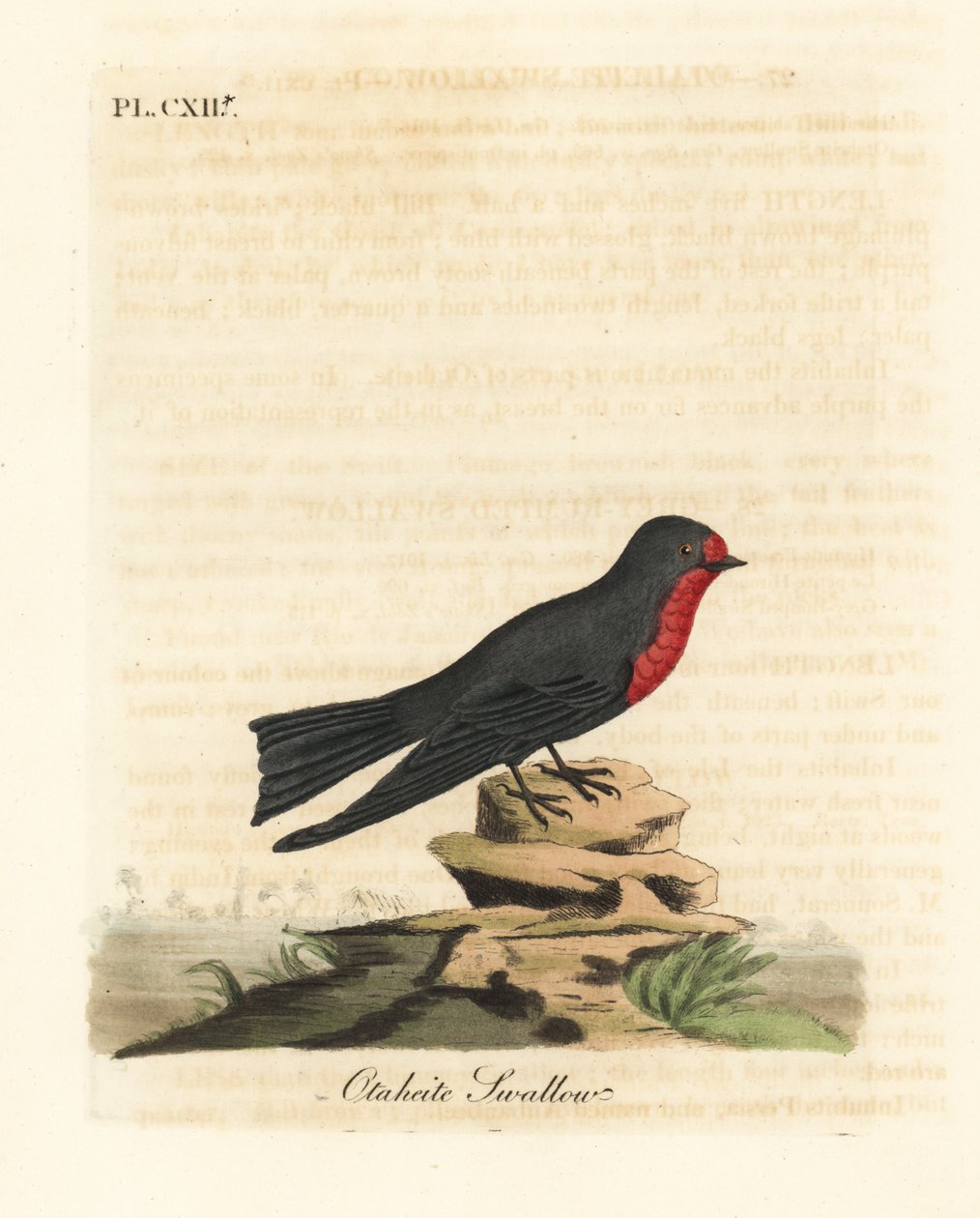 Pasifik kırlangıç, Hirundo tahitica (Otaheite kırlangıç, Hirundo tahitiae). John Latham tarafından kendi A General History of Birds, Winchester