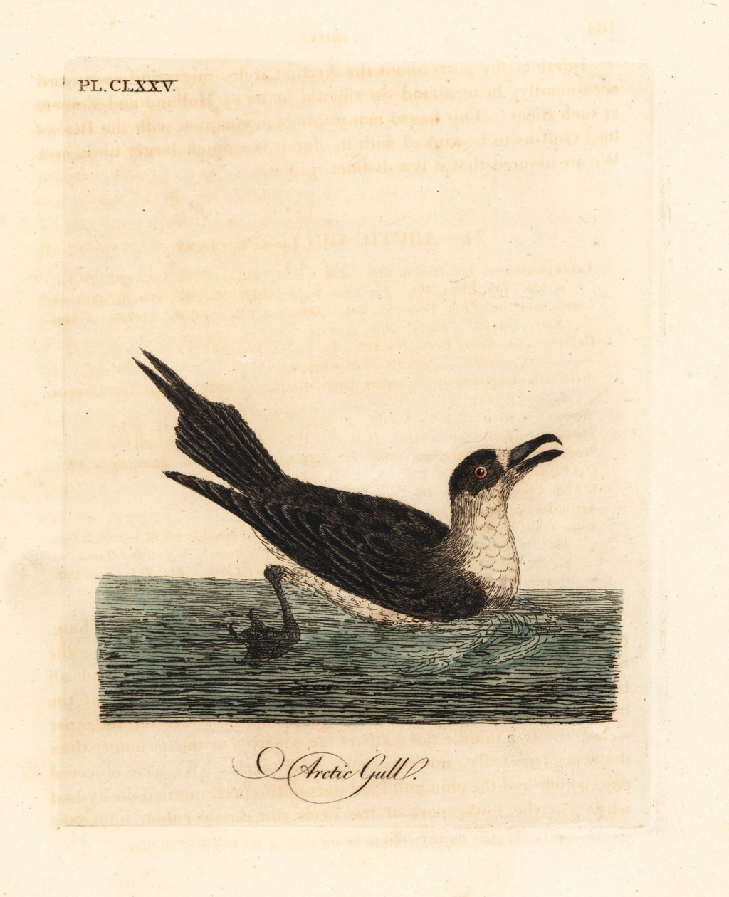 Parazitik jaeger, arktik skua veya parazit skua, Stercorarius parasiticus (Arctic martı, Larus parasiticus). John Latham tarafından kendi A General History of Birds, Winchester