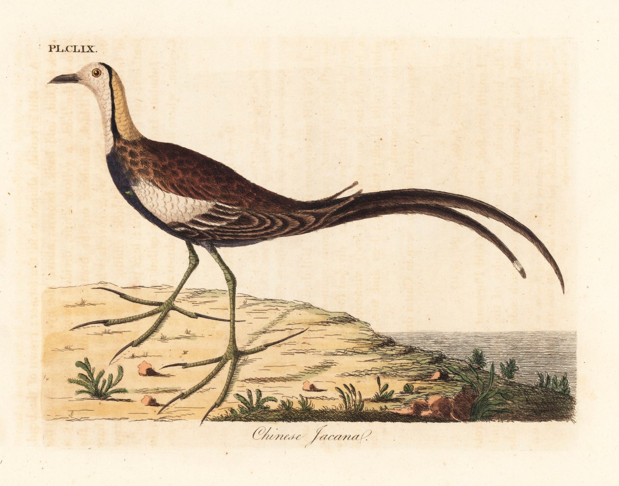 Sülün kuyruklu jacana, Hydrophasianus surgus (Çin jacana, Parra sinensis). John Latham tarafından kendi A General History of Birds, Winchester