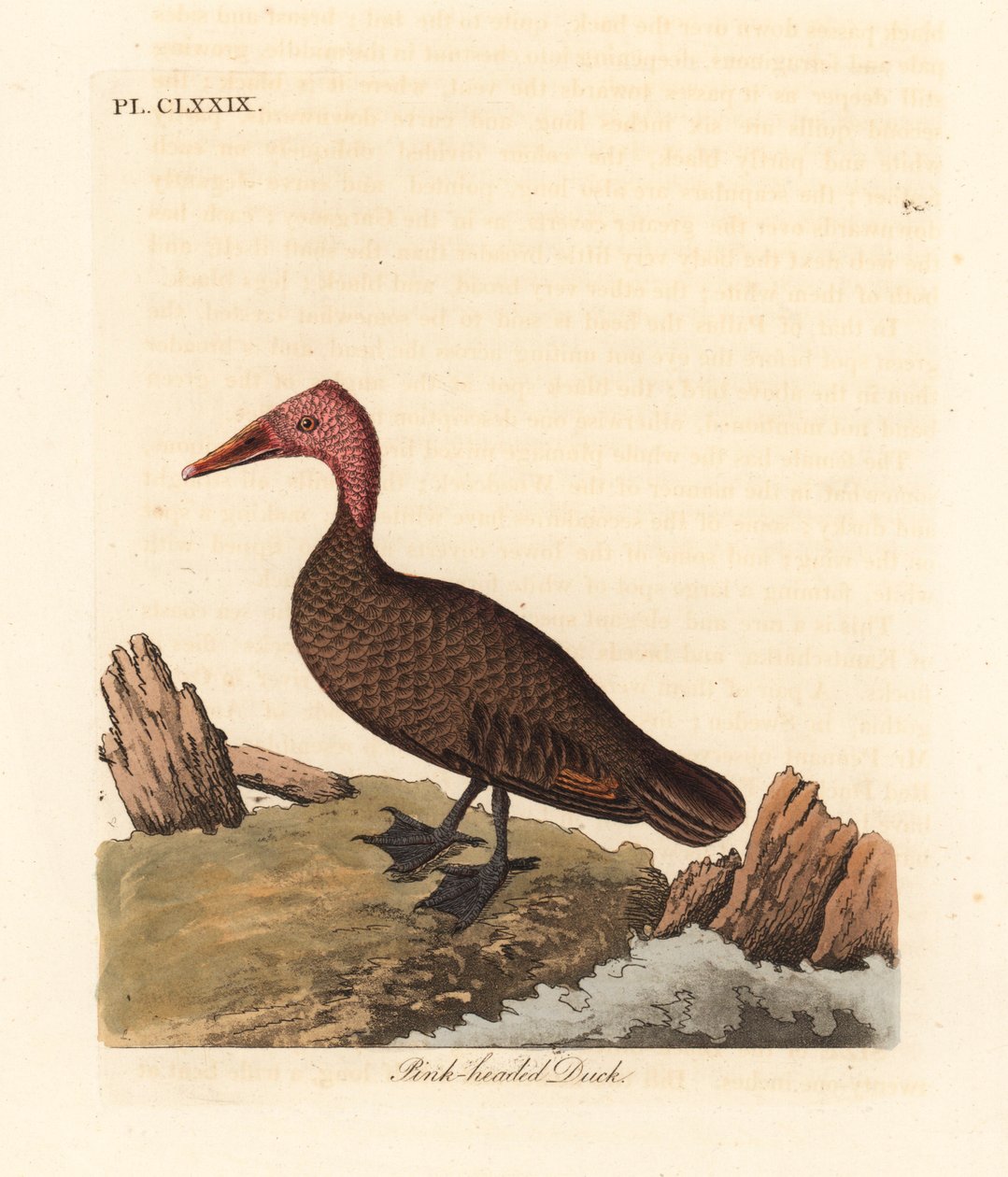 Pembe başlı ördek, Rhodonessa caryophyllacea (Anas caryophyllacea). 1950