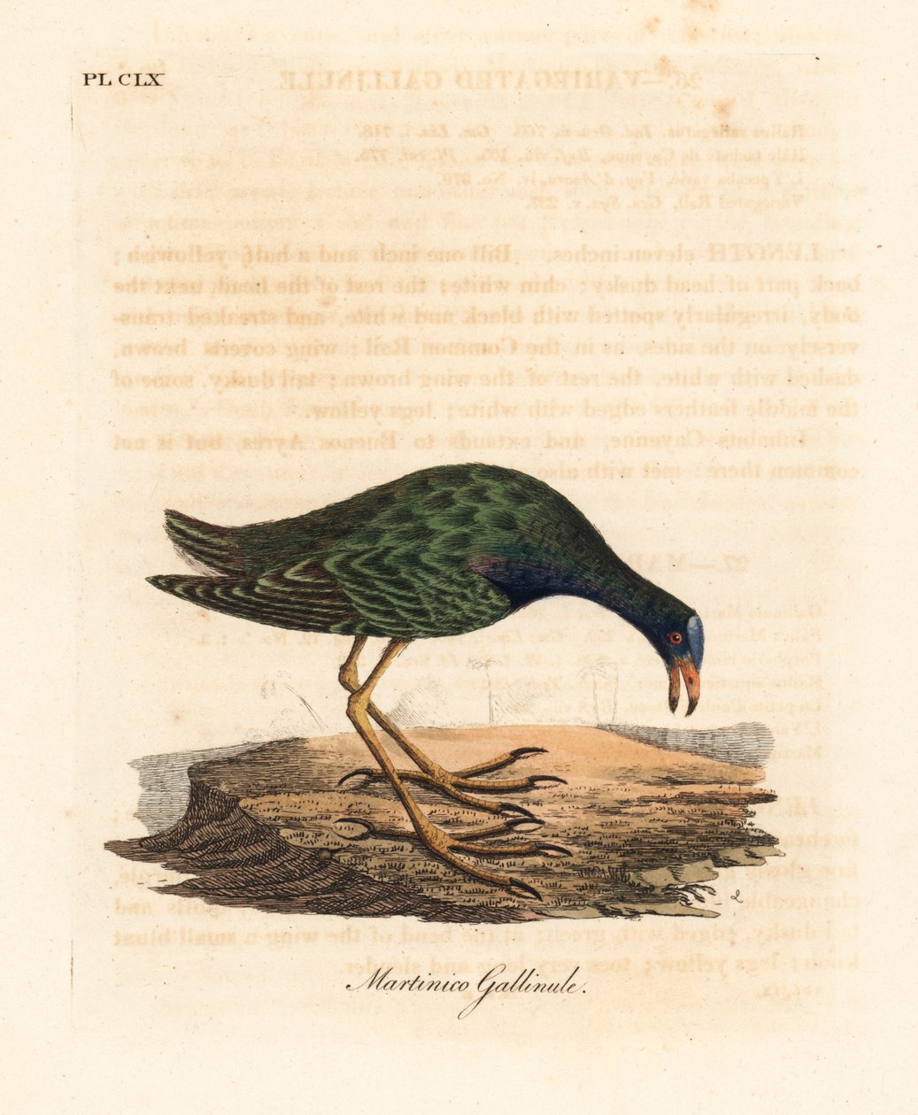 Mor gallinule, Porphyrio martinicus (Martinico gallinule, Gallinula martinica). John Latham tarafından kendi A General History of Birds, Winchester