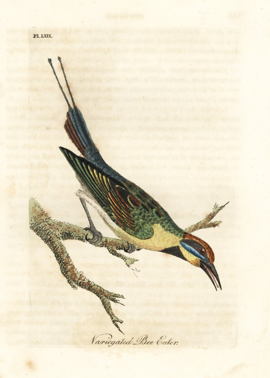 Gökkuşağı arı kuşugiller, Merops ornatus (Alacalı arı kuşugiller). Avustralya. John Latham tarafından kendi A General History of Birds, Winchester