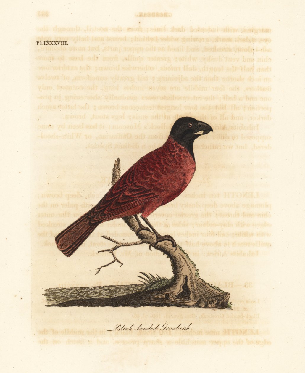 Kırmızı-siyah grosbeak, Periporphyrus erythromelas. Yakın tehdit. (Siyah başlı grosbeak, Loxia erythromelas.) John Latham tarafından kendi A General History of Birds, Winchester