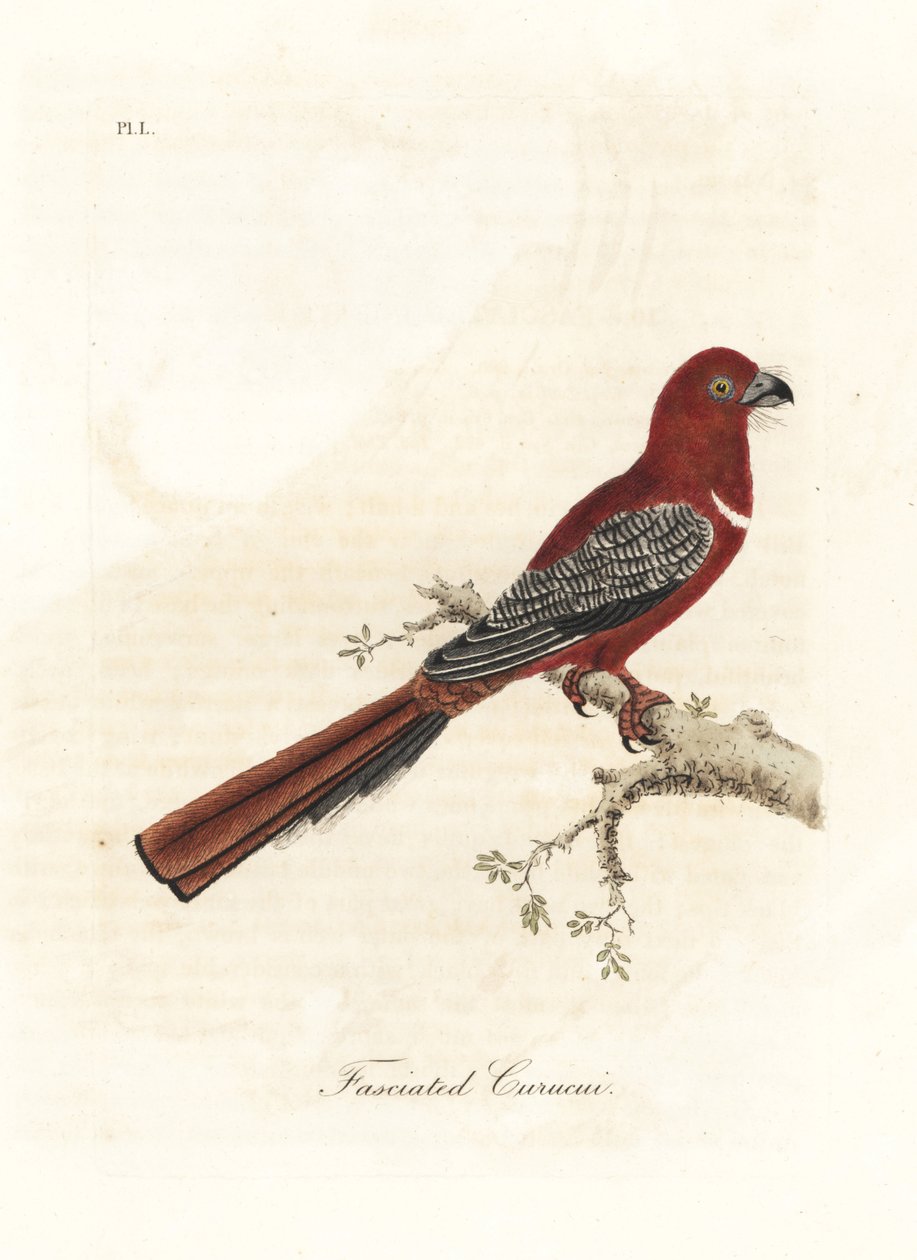 Kızıl başlı trogon, Harpactes erythrocephalus (Fasciated curucui, Trogon fasciatus). John Latham tarafından kendi A General History of Birds, Winchester