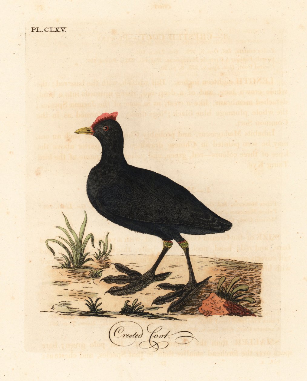Kırmızı topuzlu kamış veya tepeli kamış, Fulica cristata. John Latham tarafından kendi A General History of Birds, Winchester