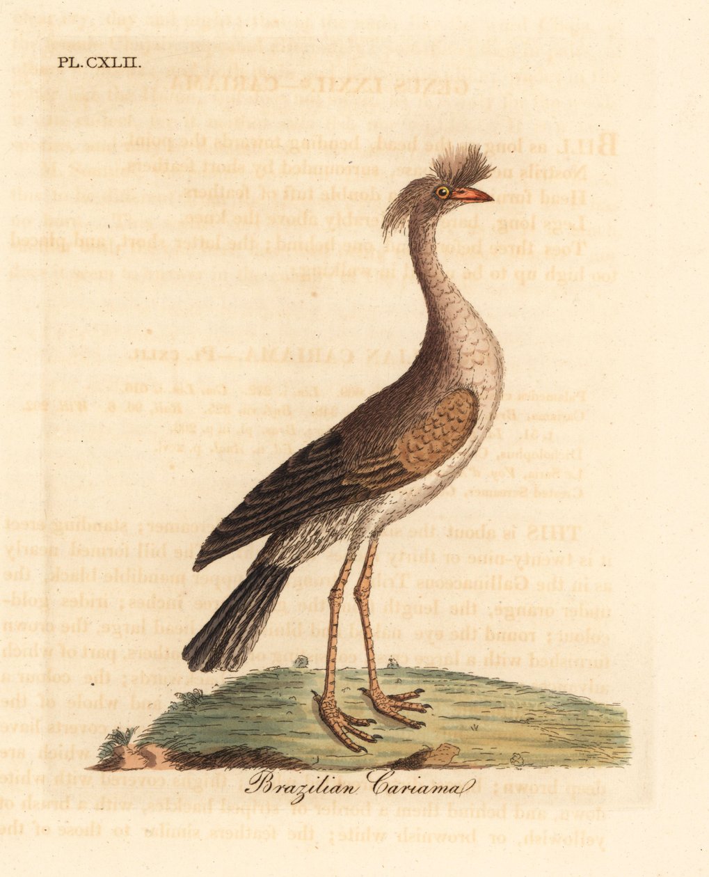 Kırmızı bacaklı seriema veya tepeli cariama, Cariama cristata (Brezilya cariama, Palamedea cristata). John Latham tarafından kendi A General History of Birds, Winchester