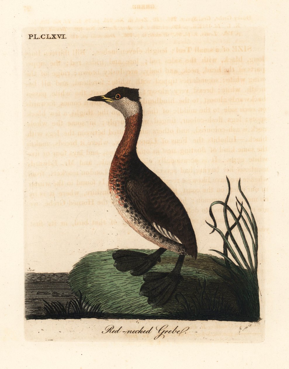 Kızıl boyunlu batağan, Podiceps grisegena (Podiceps rubricollis). John Latham tarafından kendi A General History of Birds, Winchester