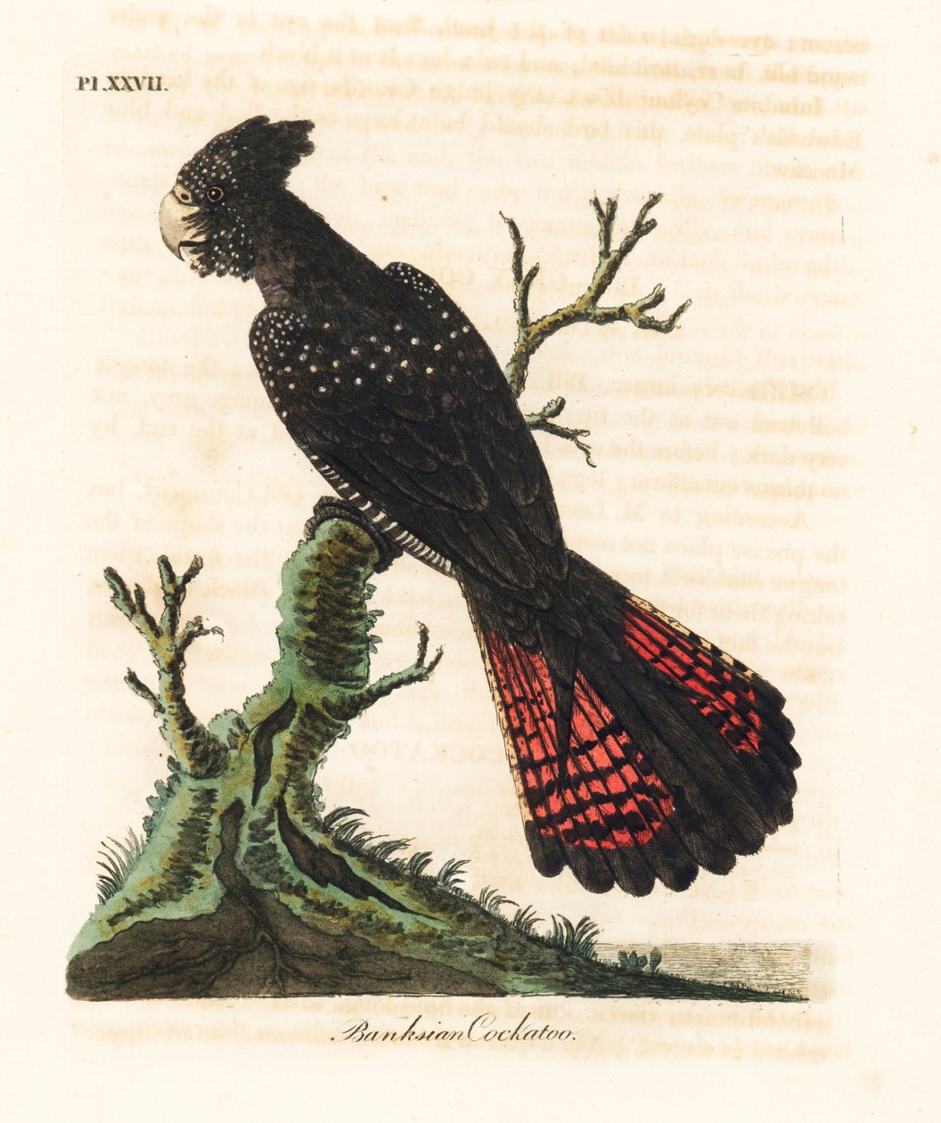 Kızıl kuyruklu siyah kakadu, Calyptorhynchus bankasii (Banks kakadu, Psittacus bankasii). John Latham tarafından kendi A General History of Birds, Winchester