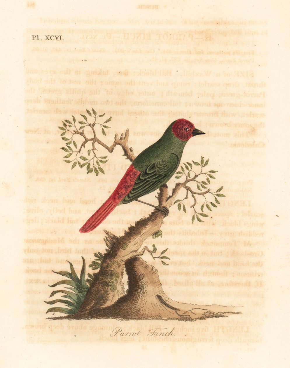 Kırmızı boğazlı papağan, Eritre psittacea (Papağan ispinozu, Fringilla psittacea). John Latham tarafından kendi A General History of Birds, Winchester