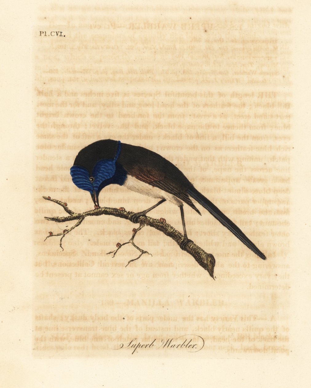 Kırmızı kanatlı peri kuşu, Malurus elegans (Süper ötleğen, Sylvia cyanea). John Latham tarafından kendi A General History of Birds, Winchester