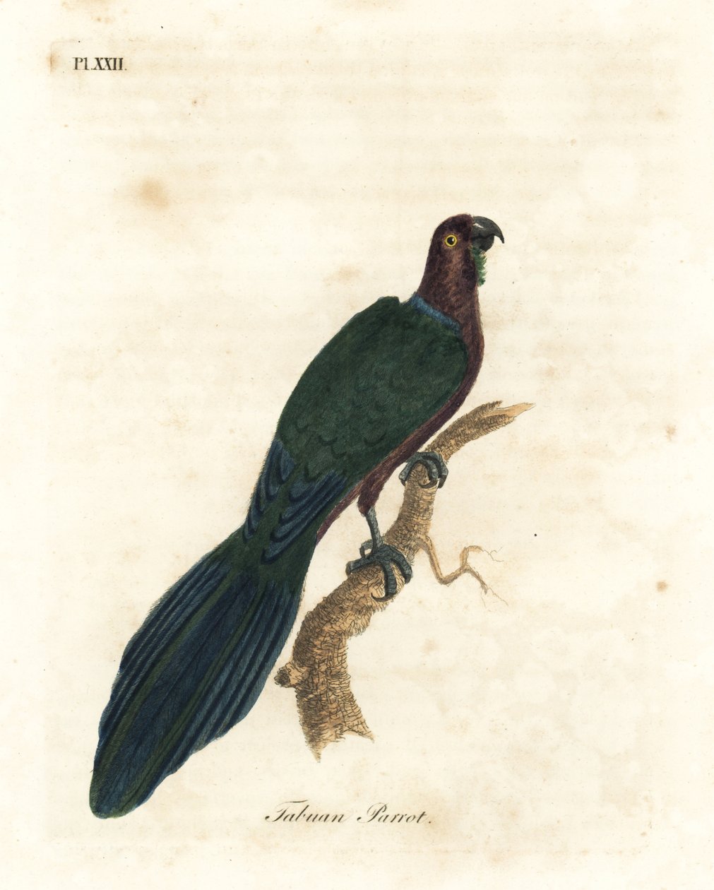 Kırmızı parlayan papağan, Pyrrhulopsis tabuensis (Tabuan papağanı, Psittacus tabuensis). John Latham tarafından kendi A General History of Birds, Winchester