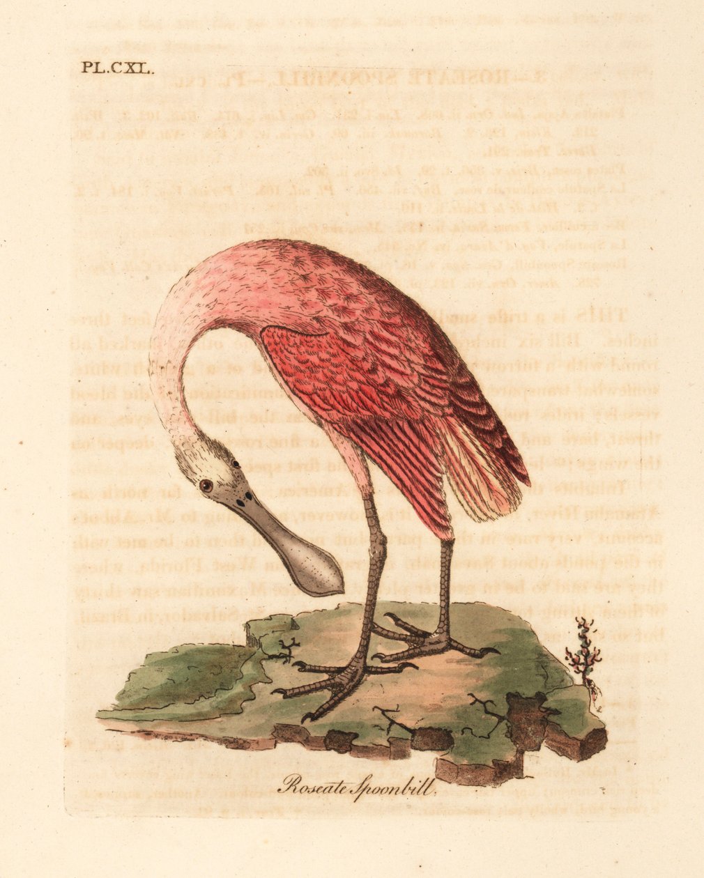 Roseate kaşıkçı, Platalea ajaja. John Latham tarafından kendi A General History of Birds, Winchester