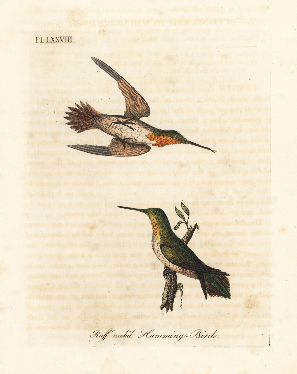 Kızıl sinekkuşu, Selasphorus rufus (Ruff boyunlu sinekkuşu, Trochilus yakalı). Erkek ve kadın. John Latham tarafından kendi A General History of Birds, Winchester