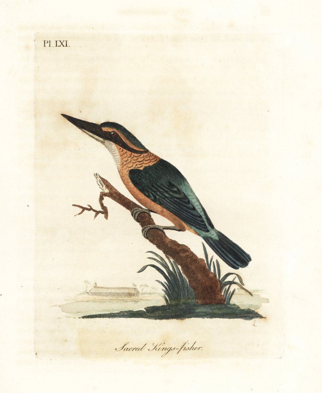 Kutsal yalıçapkını, Todiramphus sanctus (Kutsal kral balıkçı, Alcedo sacra). John Latham tarafından kendi A General History of Birds, Winchester