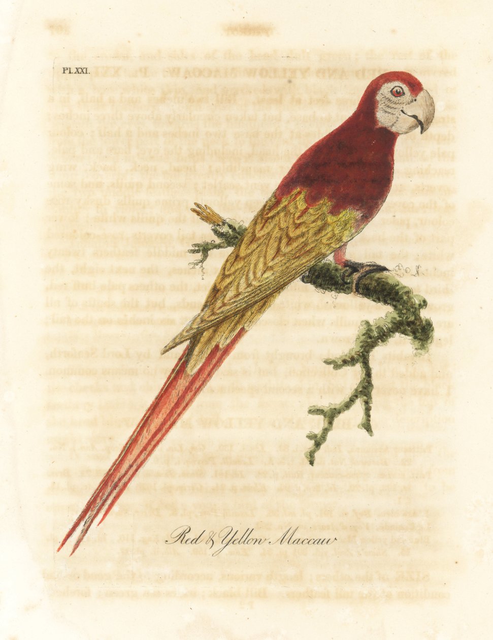 Kızıl Amerika papağanı, Ara macao (Kırmızı ve sarı Amerika papağanı, Macrocercus aracanga). John Latham tarafından kendi A General History of Birds, Winchester