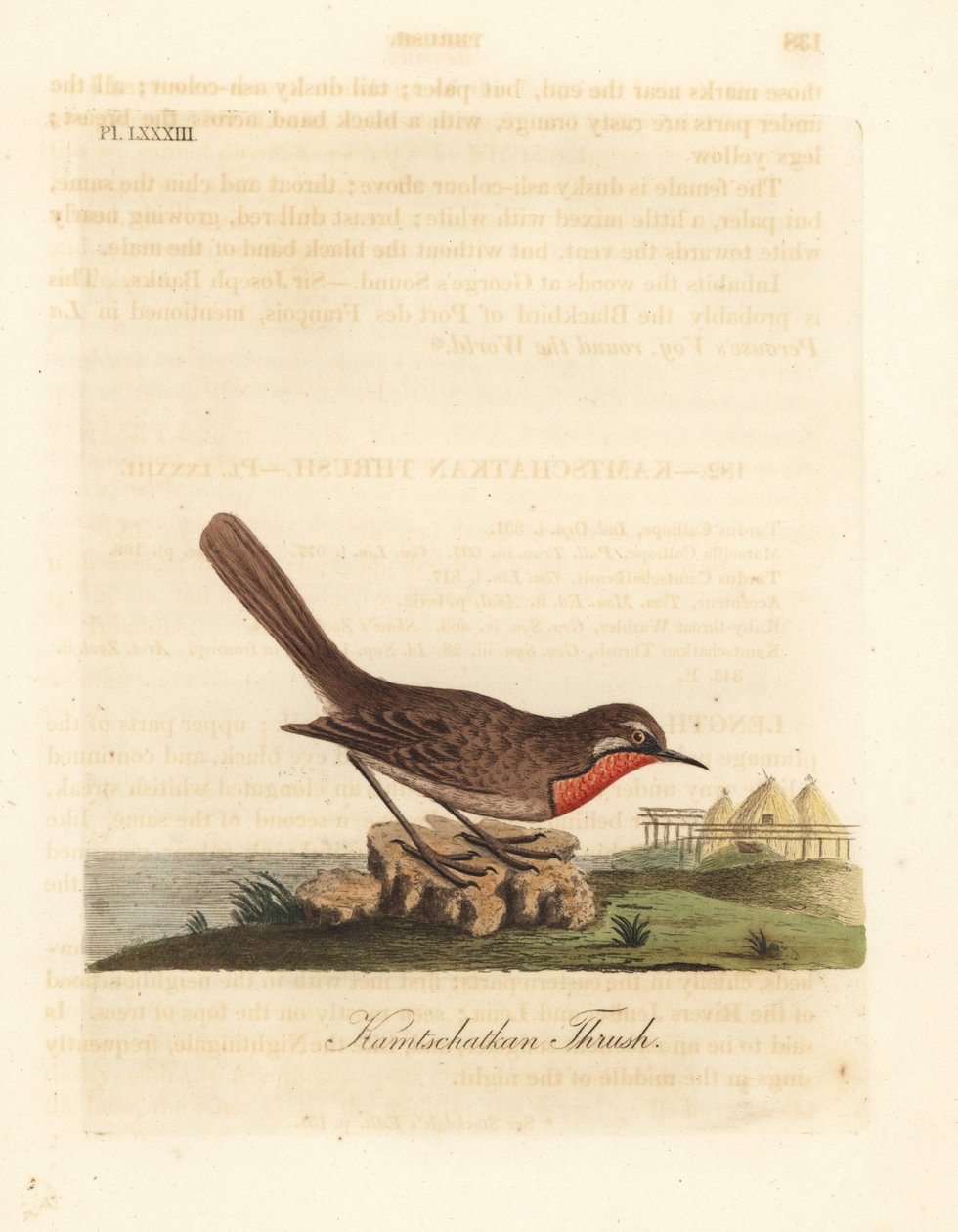 Sibirya yakut boğazı, Luscinia calliope (Kamschatkan ardıç kuşu, Turdus calliope). John Latham tarafından kendi A General History of Birds, Winchester