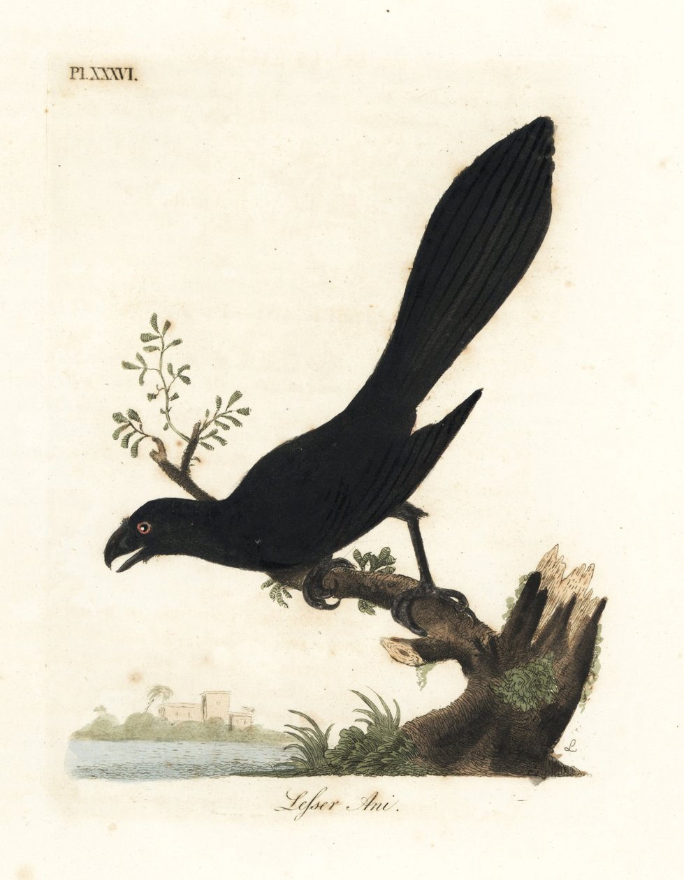 Düz gagalı ani veya daha az ani, Crotophaga ani. John Latham tarafından kendi A General History of Birds, Winchester