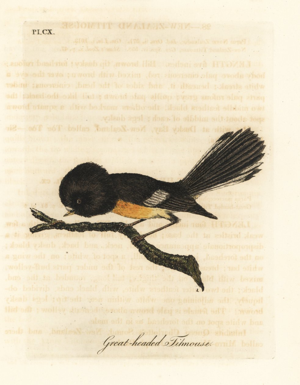 Güney Adası tomit, Petroica macrocephala macrocephala (Büyük başlı baştankara, Parus macrocephalus). Yeni Zelanda