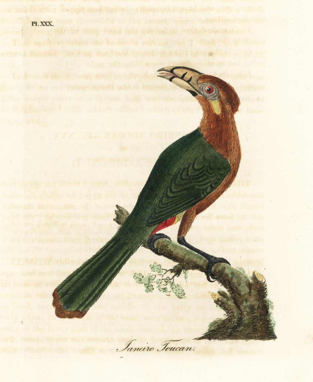 Spot gagalı tukan, Selenidera maculirostris, dişi. Janeiro tukanı. John Latham tarafından kendi A General History of Birds, Winchester