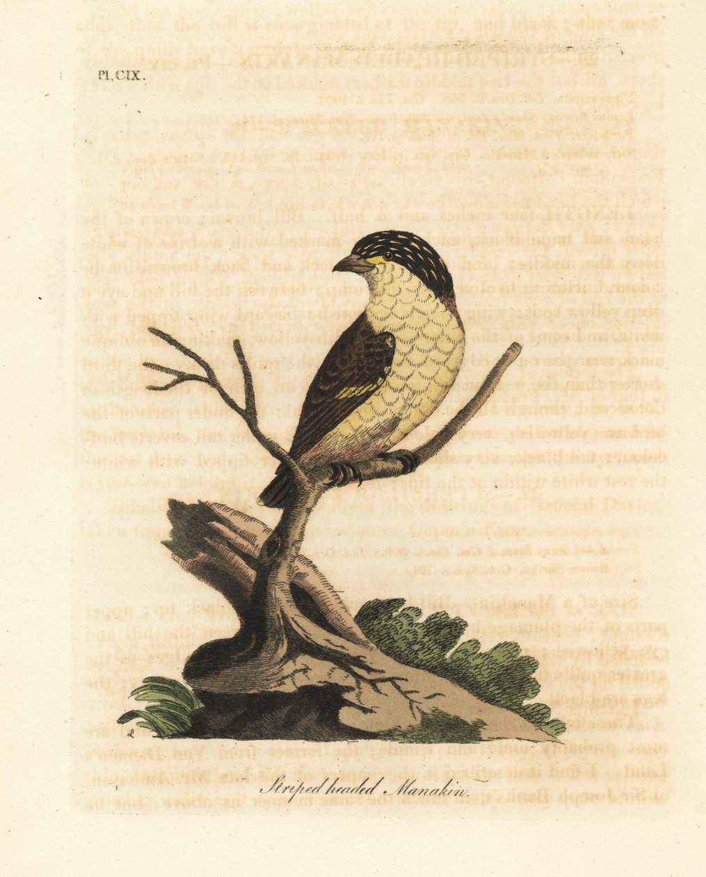 Çizgili pardalot, Pardalotus striatus (Çizgili başlı manakin, Pipra striata). John Latham tarafından kendi A General History of Birds, Winchester