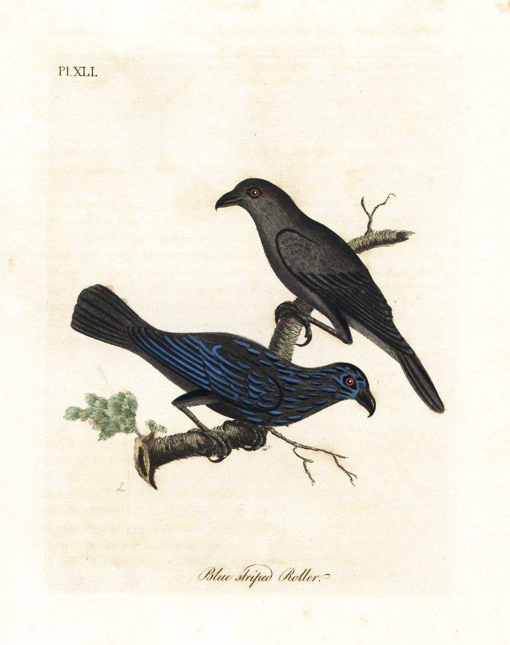 Çizgili sığırcık, Aplonis striata (Mavi çizgili silindir, Coracias striata). John Latham tarafından kendi A General History of Birds, Winchester