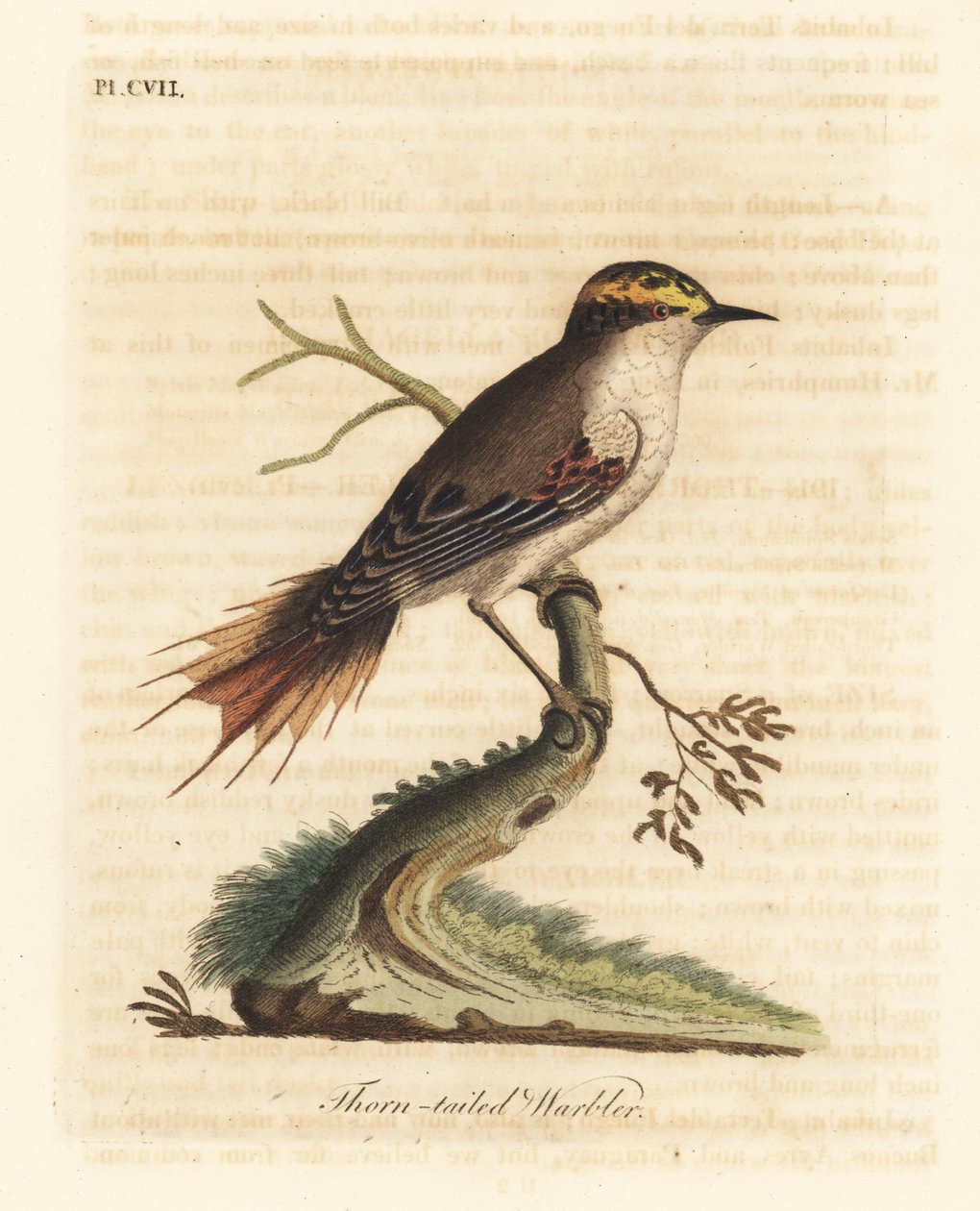 Diken kuyruklu rayadito, Aphrastura spinicauda (Diken kuyruklu ötleğen, Sylvia spinicauda). John Latham tarafından kendi A General History of Birds, Winchester