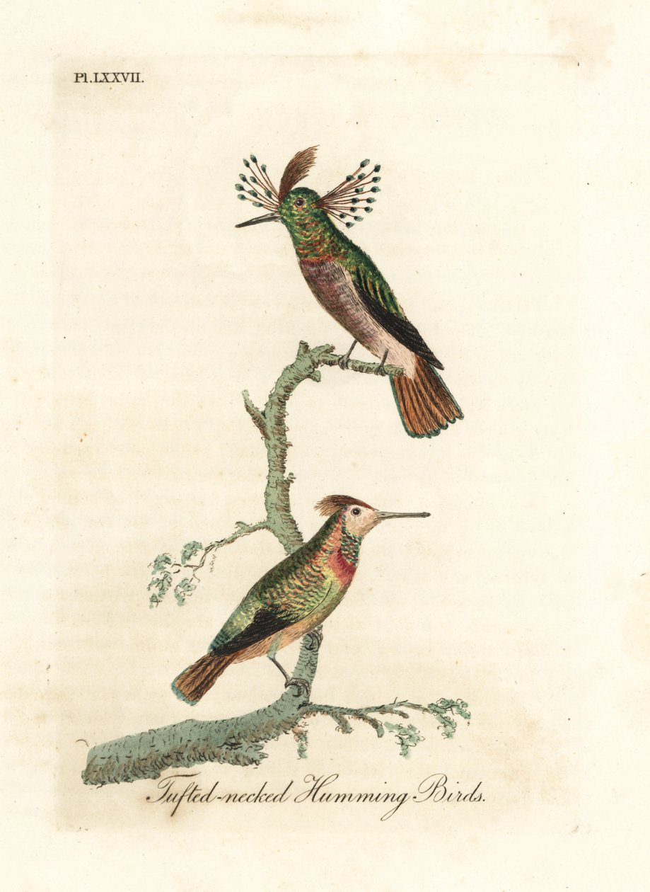 Püsküllü musluklar, Lophornis ornatus (Püsküllü boyunlu sinek kuşları, Trochilus ornatus). Erkek ve kadın. John Latham tarafından kendi A General History of Birds, Winchester