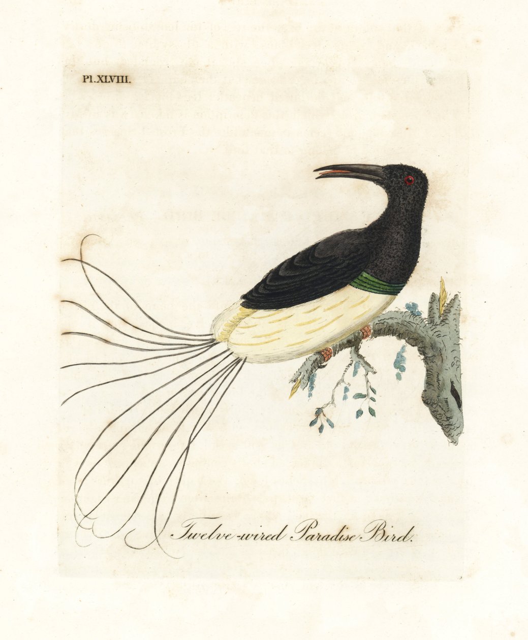 On iki kablolu cennet kuşu, Seleucidis melanoleucus (Cennet nigricans). John Latham tarafından kendi A General History of Birds, Winchester