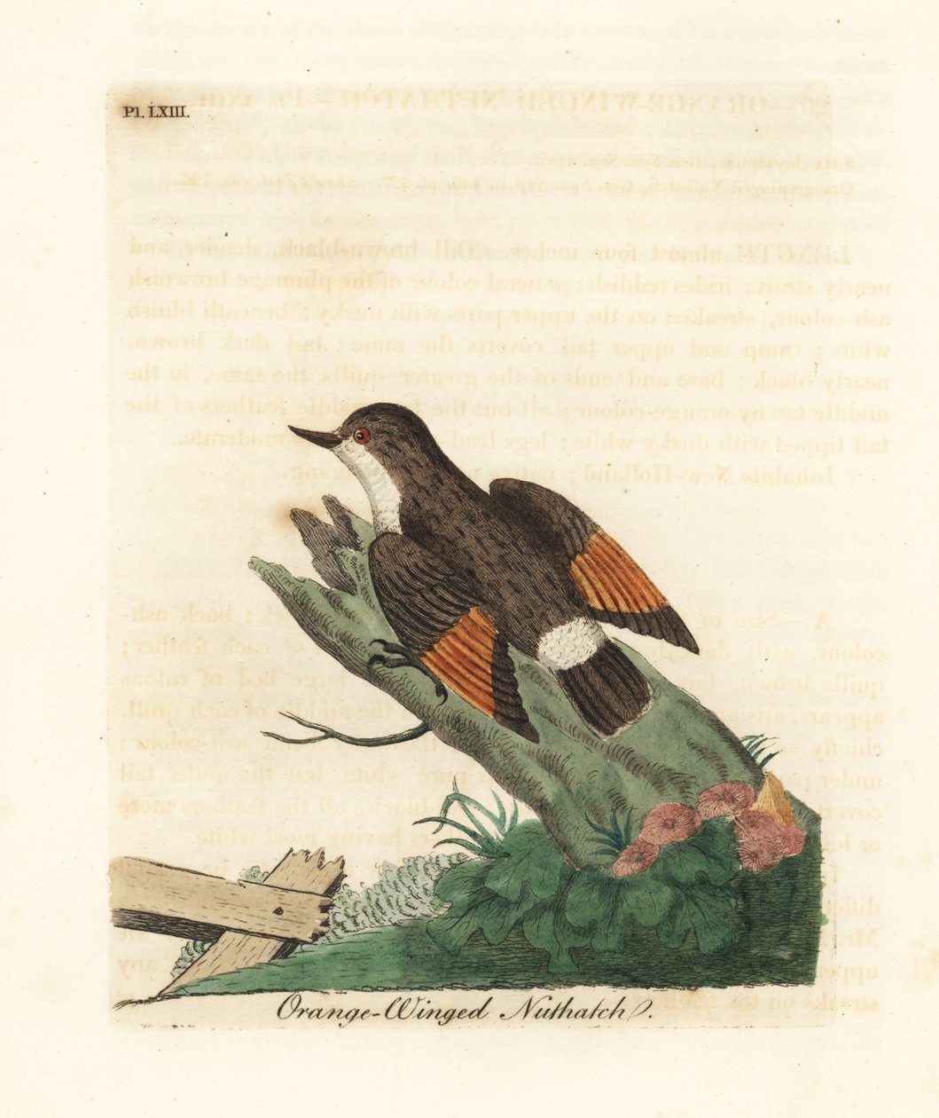 Çeşitli sittella, Daphoenositta chrysoptera (Turuncu kanatlı sıvacı kuşu, Sitta chrysoptera). John Latham tarafından kendi A General History of Birds, Winchester