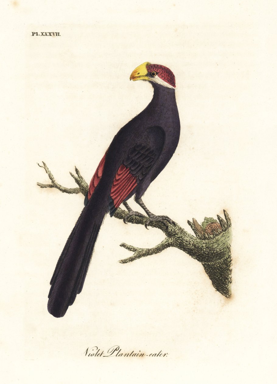 Menekşe turaco veya menekşe muz yiyen, Musophaga violacea. John Latham tarafından kendi A General History of Birds, Winchester