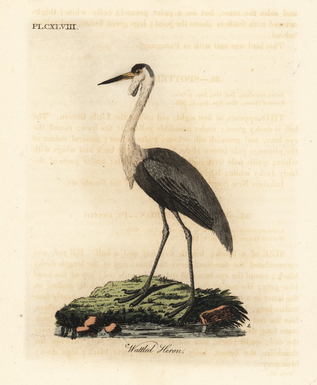 Gerdanlı kafatası, Bugeranus carunculatus. Hassas. (Wattled balıkçıl, Ardea carunculata.) John Latham tarafından kendi A General History of Birds, Winchester