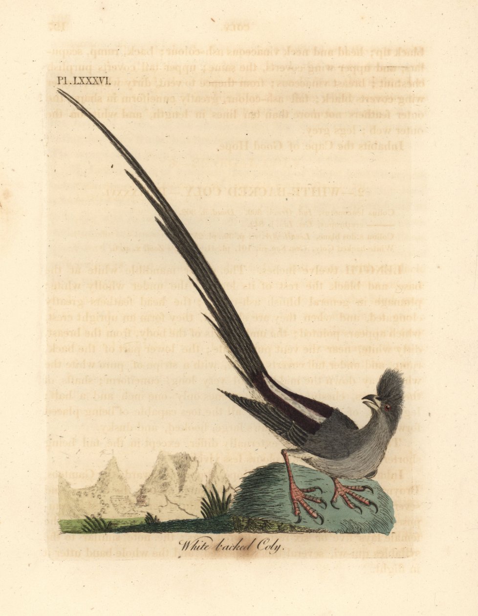 Ak sırtlı fare kuşu, Colius colius (Beyaz sırtlı koly, Colius leuconotus). John Latham tarafından kendi A General History of Birds, Winchester