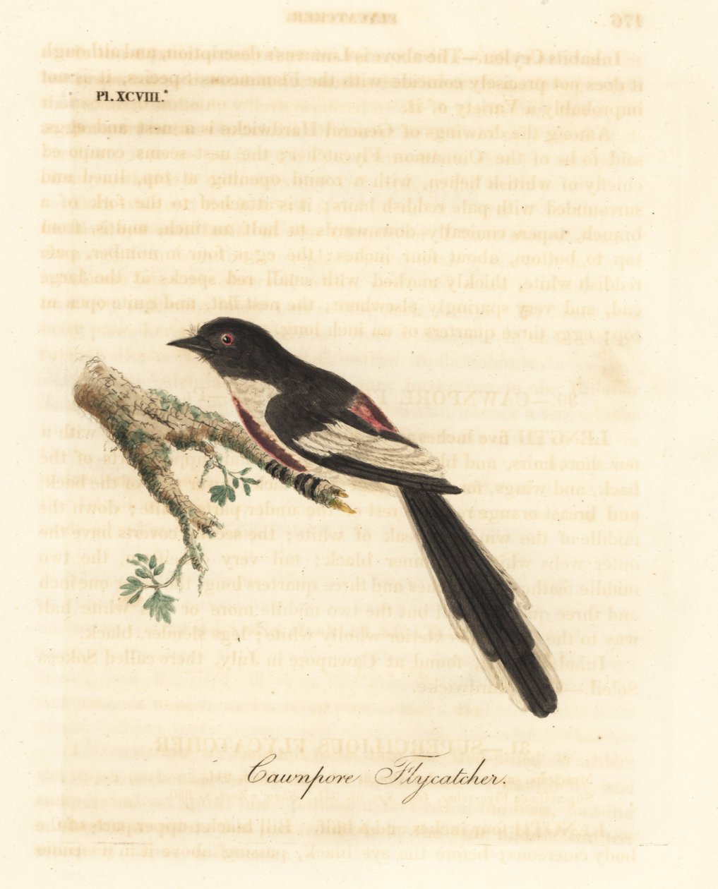 Beyaz karınlı minivet, Pericrocotus erythropygius (Cawnpore sinekkapan). Hindistan. John Latham tarafından kendi A General History of Birds, Winchester