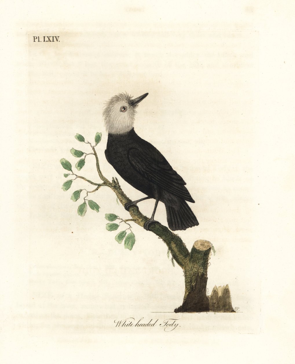 Ak başlı bataklık tiranı, Arundinicola leucocephala (Ak başlı tody, Todus leucocephalus). John Latham tarafından kendi A General History of Birds, Winchester