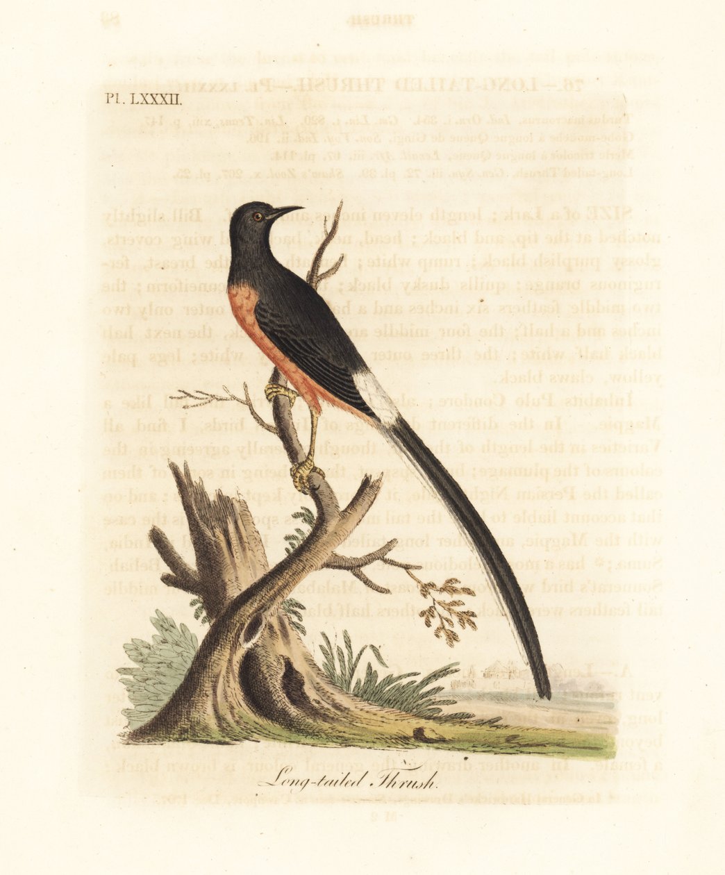 Ak kuyruklu şama, Copsychus malabaricus macrourus. (Uzun kuyruklu ardıç kuşu, Turdus macrourus olarak.) John Latham tarafından kendi A General History of Birds, Winchester