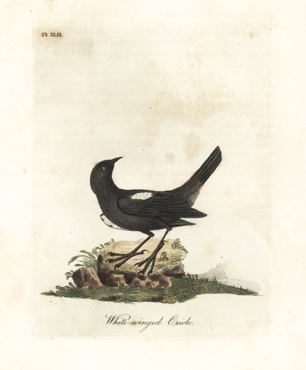 Beyaz omuzlu tanger, Tachyphonus luctuosus (Beyaz kanatlı oriole, Oriolus leucopterus). John Latham tarafından kendi A General History of Birds, Winchester