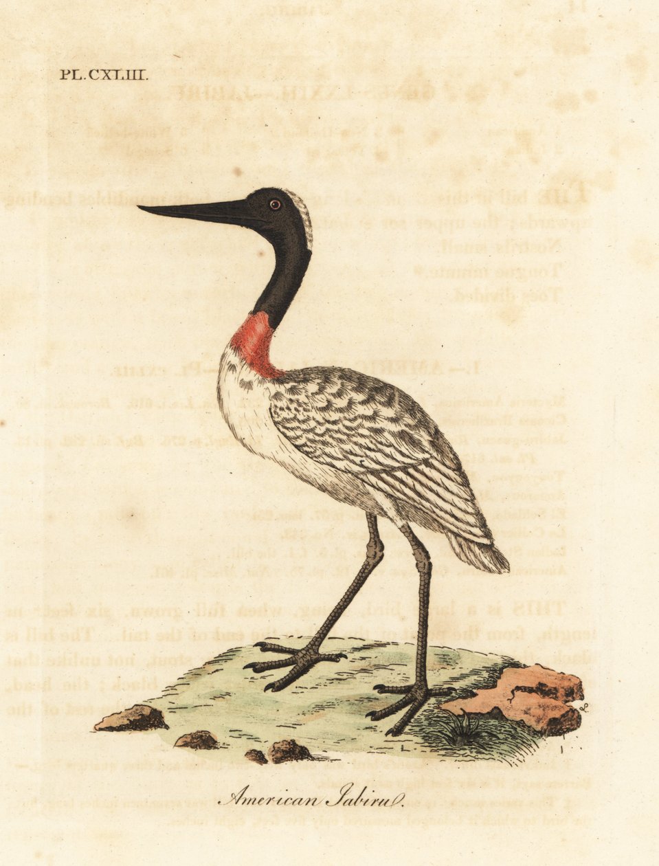 Ağaç stoğu, Mycteria americana (Amerikan jabiru). John Latham tarafından kendi A General History of Birds, Winchester