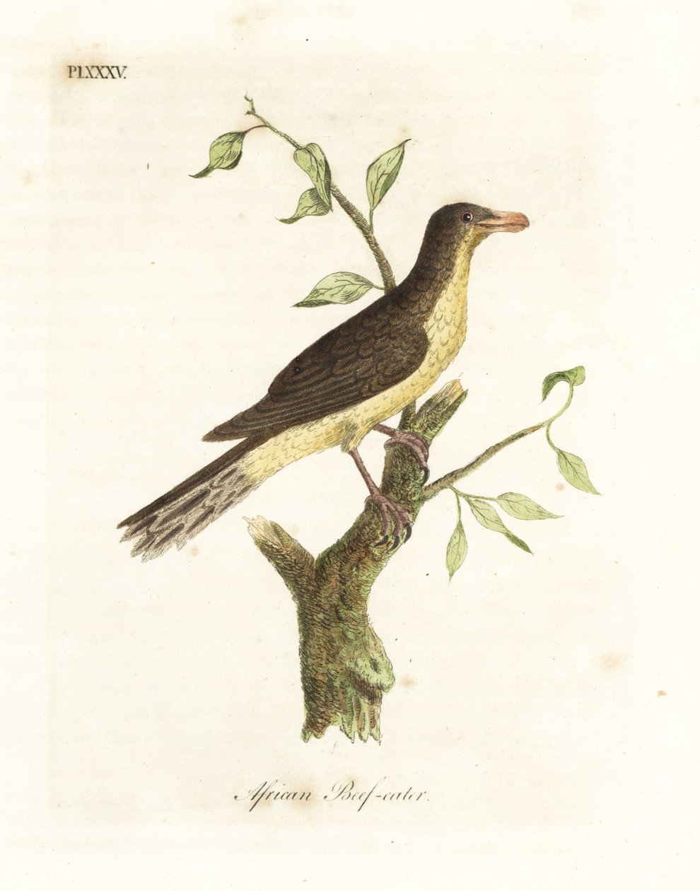 Sarı gagalı öküz kuşu, Buphagus africanus (Afrika sığır eti yiyen, Buphaga africana). John Latham tarafından kendi A General History of Birds, Winchester