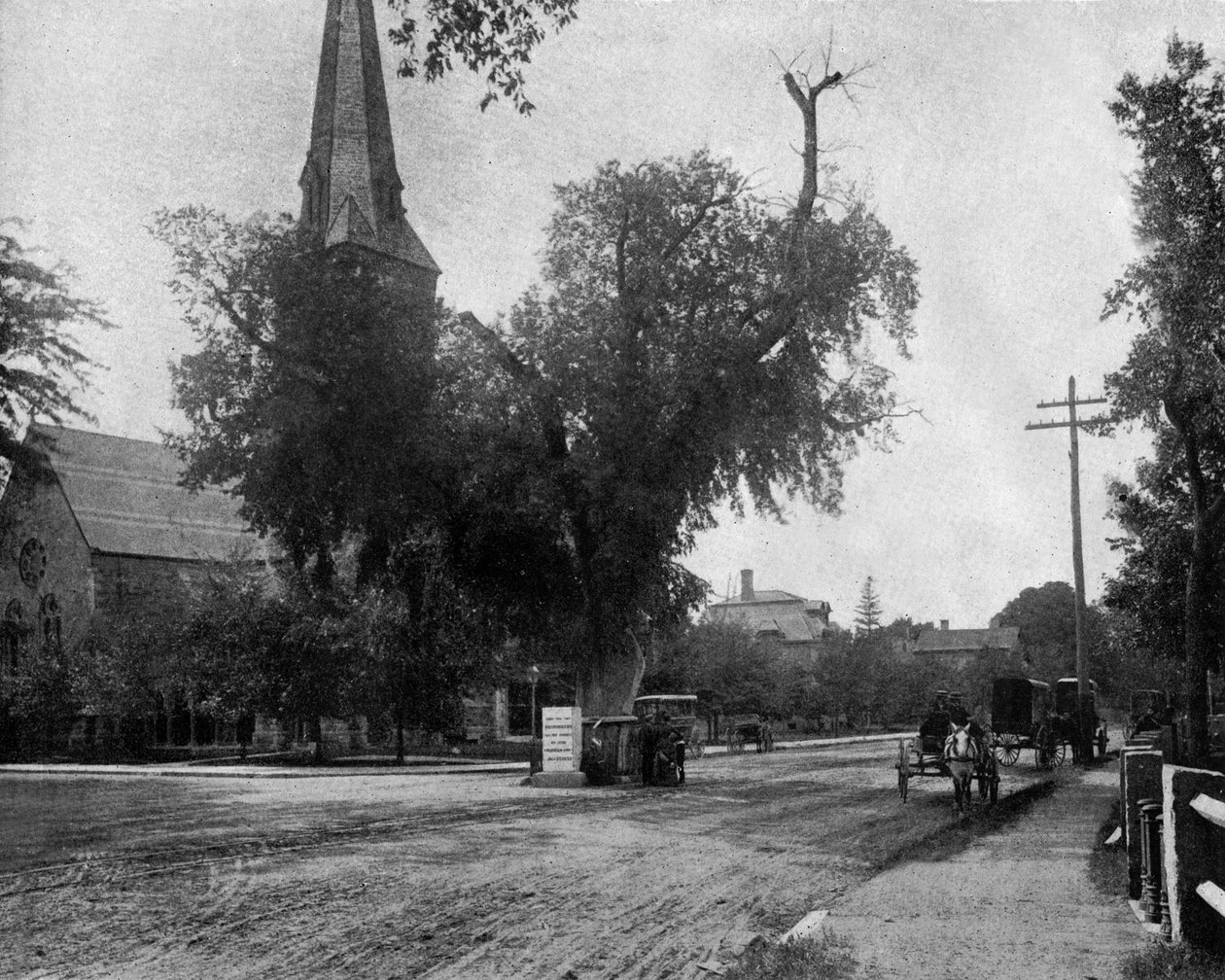 Washington karaağaç Cambridge, Massachusetts, ABD, c. 1900 (s/b fotoğraf) by John Lawson Stoddard